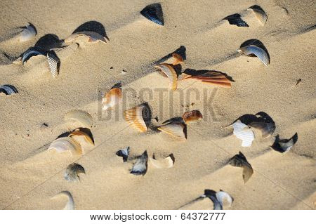 Broken Seashells