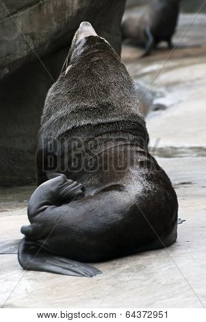 Brown Fur Seals, The Dark Side
