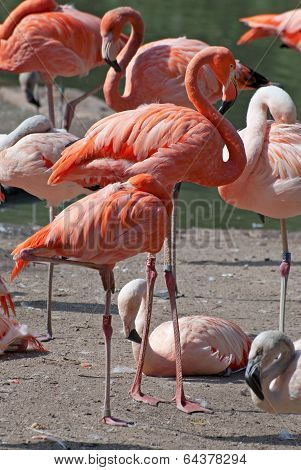 Chilean Flamingo