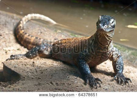 Portrait Of Komodo Dragon