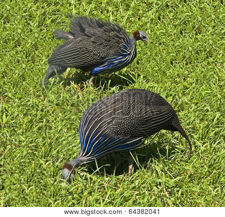Antropoides Virgo (demoiselle Crane)