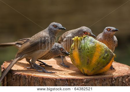 Brown Babbler Family Investigating A Papaya