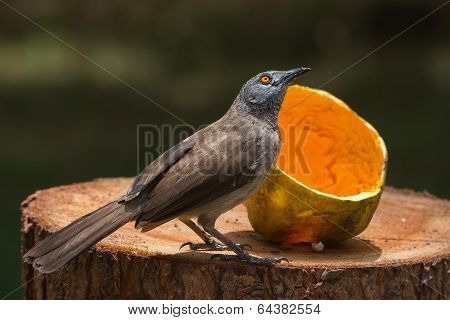 Brown Babbler Looking Up From Eating Papaya