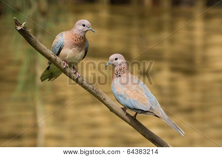 Laughing Dove (stretopelia Senegalensis) Couple Together On A Branch