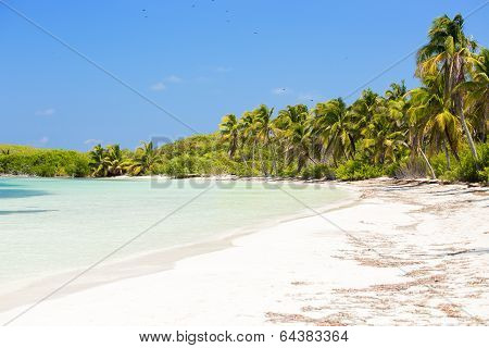 Tropical Paradise