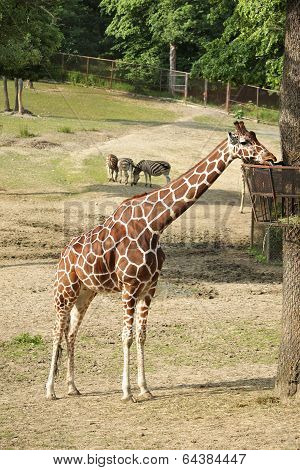Mature giraffe
