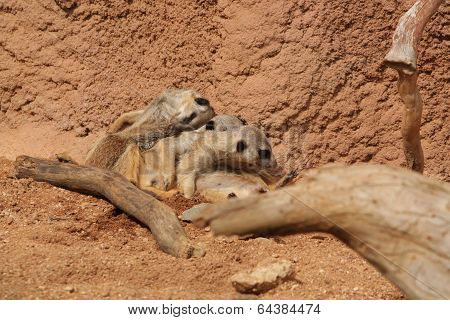 Three meerkats