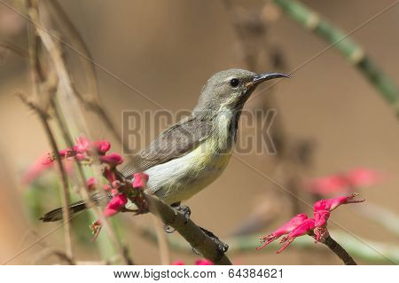 Young Beautiful Sunbird Perched Beside  Pink Flowers