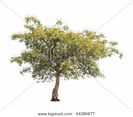 Sindora Siamensis, Tropical Tree In The Northeast Of Thailand Isolated On White Background