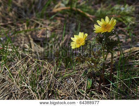 Spring Flowering Spring Rastenieadonis (adonis Vernalis).