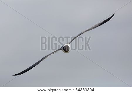 Laughing Gull In Flight - Texas