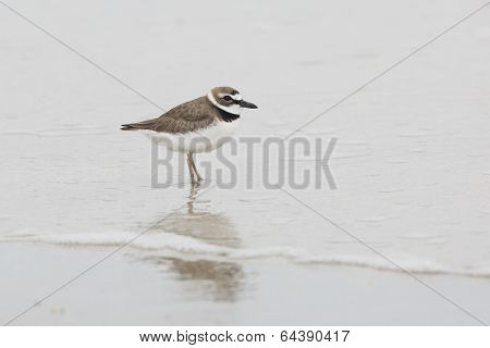 Wilson's Plover Wading In Shallow Water