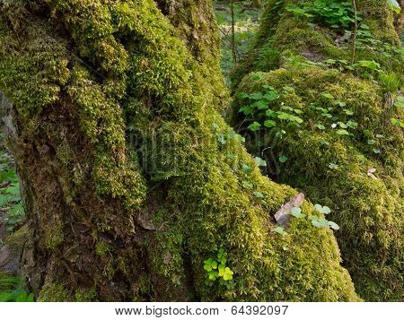 Moss Wrapped Hornbeams With Some Sorrel