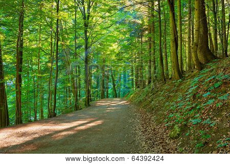 Path By The Green Forest. Trekking Trail In Nature Reserve.