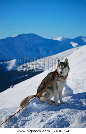 Siberian Husky seduto sulla neve.