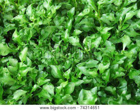 fresh green leaves