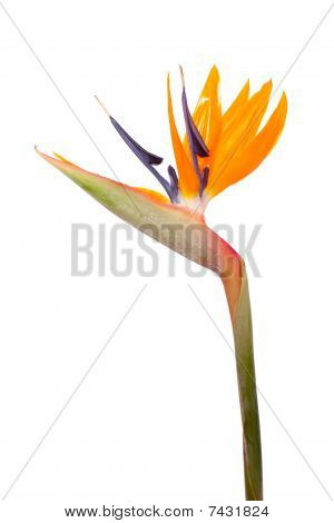 Bird Of Paradise blomst (Strelitzia Reginae) isoleret
