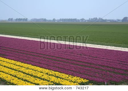 튤립 필드
