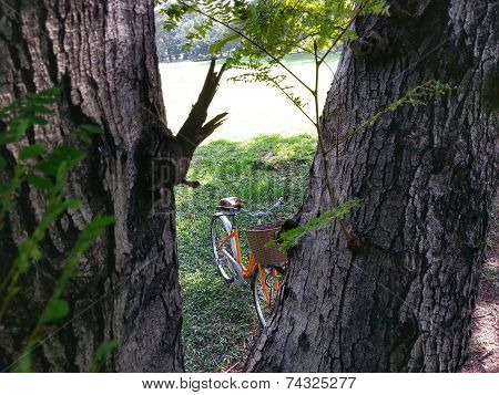 Bicycle In Park