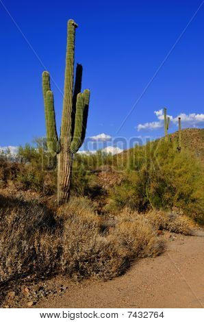 Kaktüs Arizona