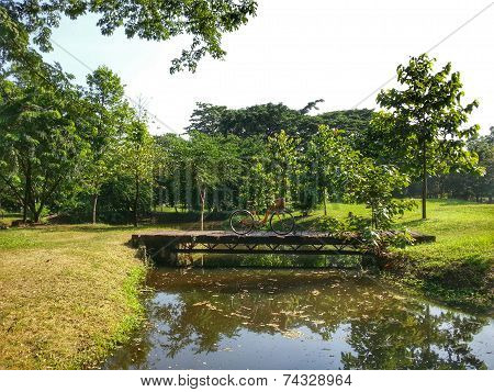 Bicycle In Park