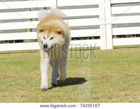 Akita Inu