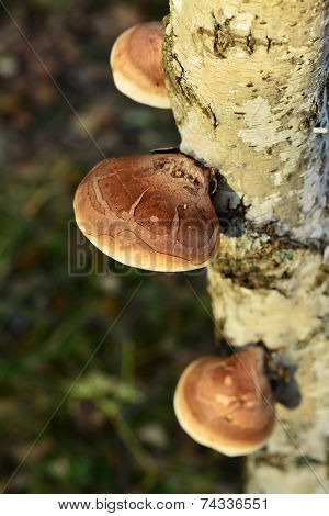 Piptoporus Betulinus