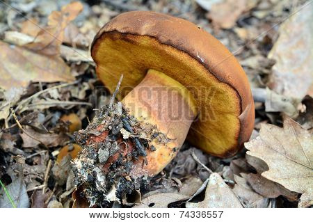 Boletus Fragrans