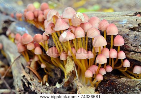 Mycena Renati