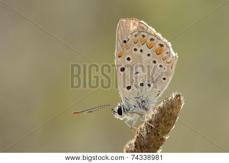 Pearly Heath butterfly