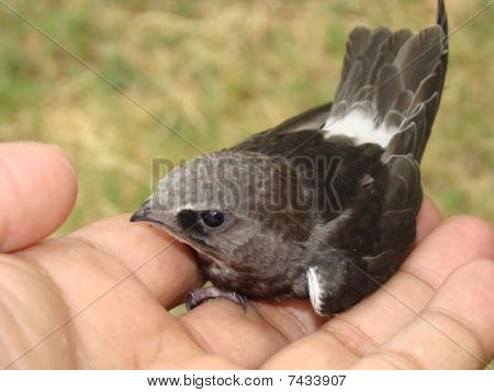 Rondone---un uccello migratore dell'India