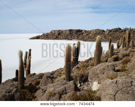 Salt lake en Bolivie