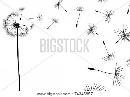 dandelions flying in the wind