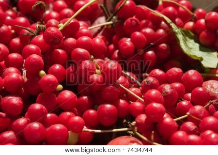 Schizandra