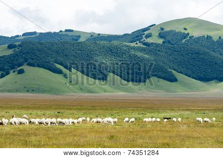 Piano Grande Di Castelluccio (italy)