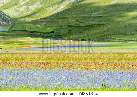 Piano Grande Di Castelluccio (italy)