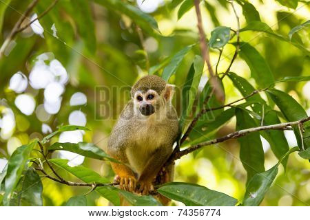 A Black-capped Squirrel Monkey Sitting On A Tree (saimirinae Saimiri Boliviensis)
