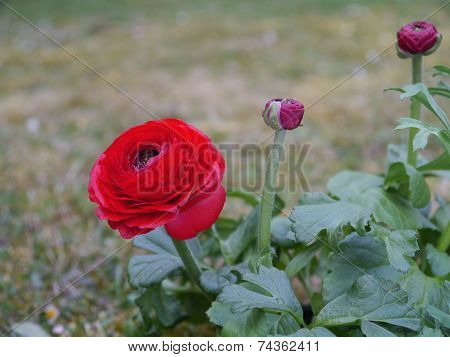 Persian Buttercup