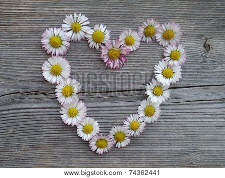 Daisies