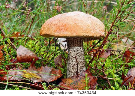Mushroom Leccinum Versipelle