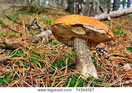 Mushroom In The Forest
