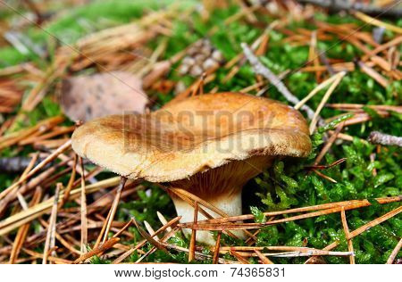 Toxic Mushroom