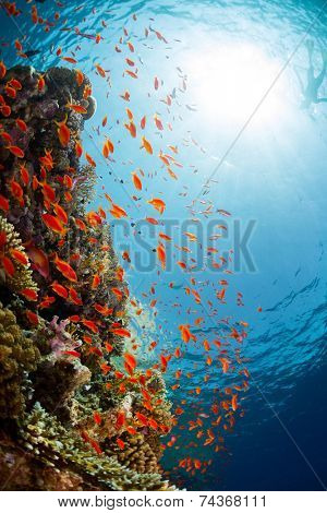 Underwater shot of the coral reef in Ras Muhammad National Park, Egypt