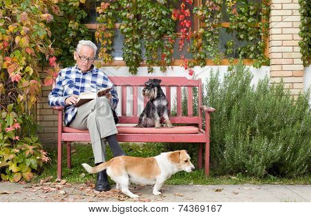 Senior Man With Book And Dogs