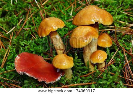 Mushrooms Suillus Bovinus And Gomphidius Roseus