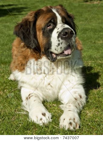 Saint Bernard