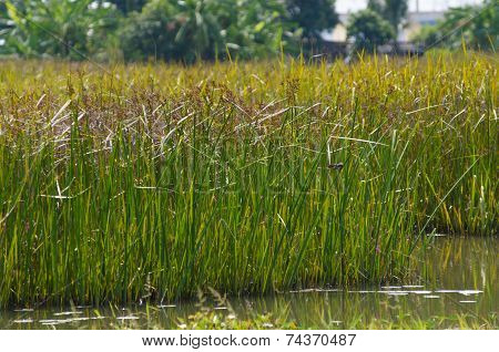 Reed Field In Swamp