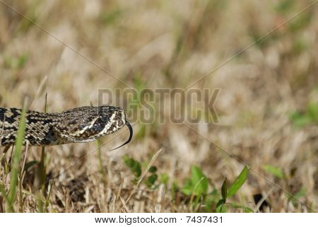 Oost-Diamondback ratelslang