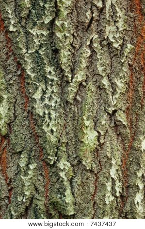 พื้นหลังของเปลือกขาวปอปลาร์ Populus Alba, Closeup