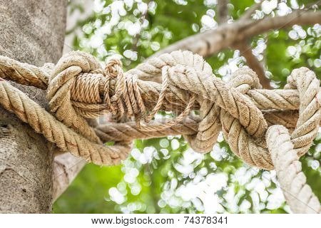 The Rope Tied To A Tree